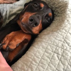 Meet your Posher, Grace